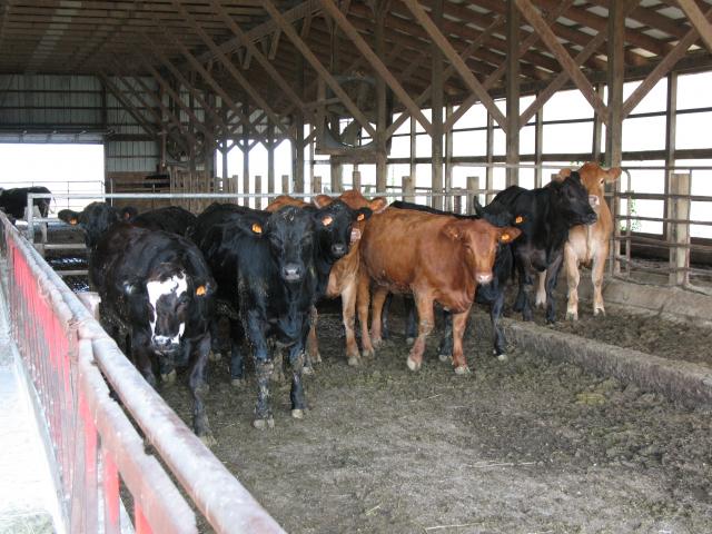 Corbett's Farm cows1