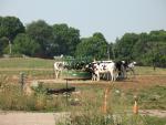 Corbett's Farm cows eating outside